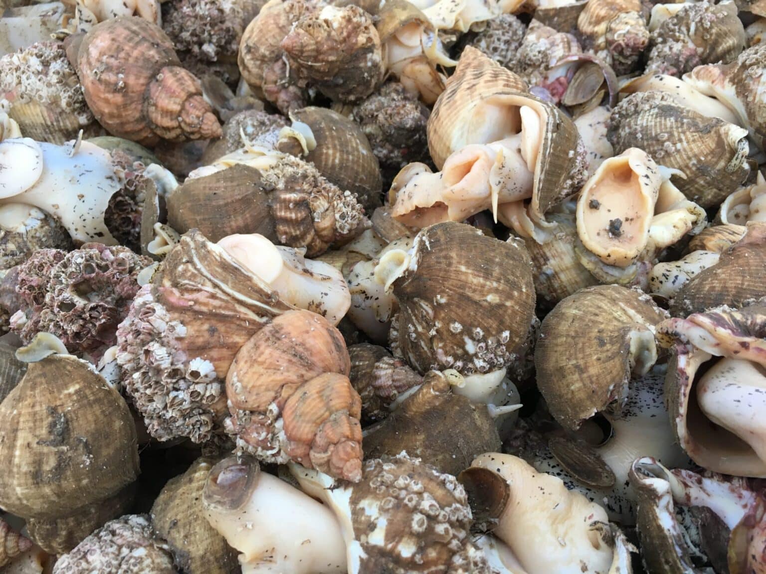 Getting to Grips with Shellfish - The Shellfish Association of Great ...