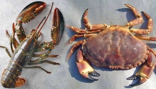 The Shellfish Association of Great Britain